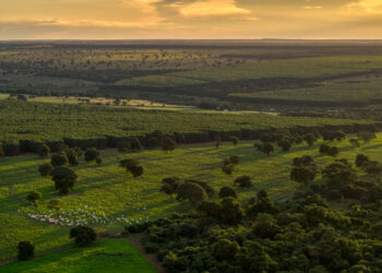 Inside the controversial tree farms powering Apple’s carbon neutral goal