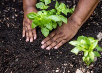 Best Garden and Seed Delivery Services for 2025